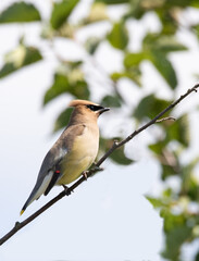 A close up of a Cedar Waxwing bird ( Bombycilla cedrorumperched in a tree