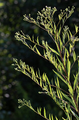 Doellingeria umbellata leaves backlit in the late day sun