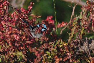 Superb Fairy wren bird sitting in a bush.