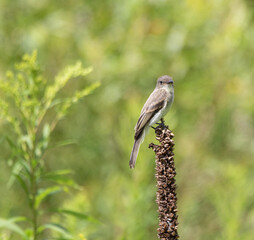 A closeup of an Eastern Phoebe (Sayornis phoebe) perched on a plant stalk with green nature background
