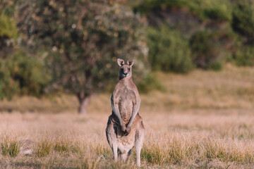 Male Eastern Grey Kangaroo in a field.