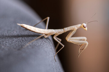praying mantis