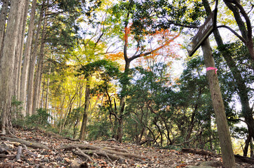奥武蔵　名栗金比羅山の尾根道