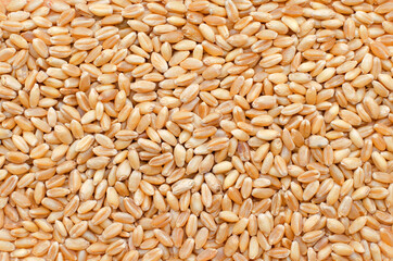 Top view of dry organic wheat seed background after harvested from the farm, for  healthy food ingredient or agricultural product concept