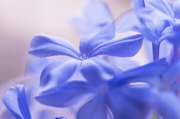 ベランダガーデニングのルリマツリ。５月から１０月ごろまで爽やかなブルーと白の花を繰り返し楽しめる。別名プルンバゴとも呼ばれる。ルリマツリの花言葉は「いつも明るい」「同情」「ひそかな情熱」