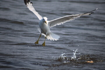 seagull in flight