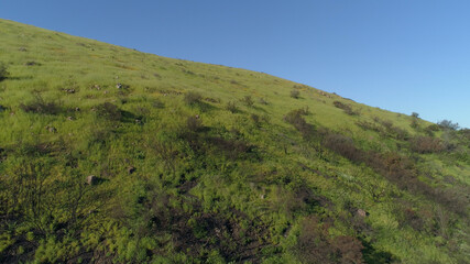 Fototapeta na wymiar Green flowery Field Blue Sky Malibu, Santa Monica Mountains, Agoura Hills, Calabasis Aerial