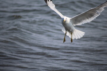 seagull in flight