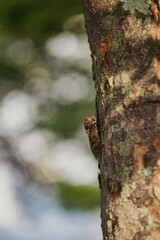 セミと木漏れ日の風景