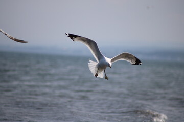 seagull on the sea