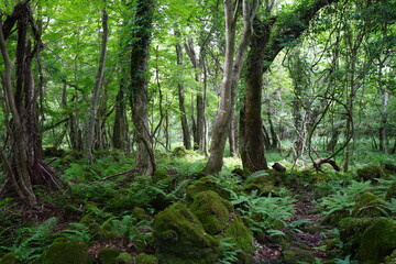 Obraz premium a refreshing summer forest with a path