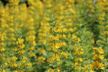 field of yellow flowers