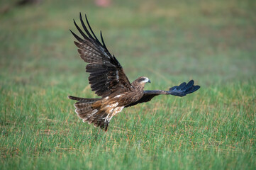 The Black Kite was taking off