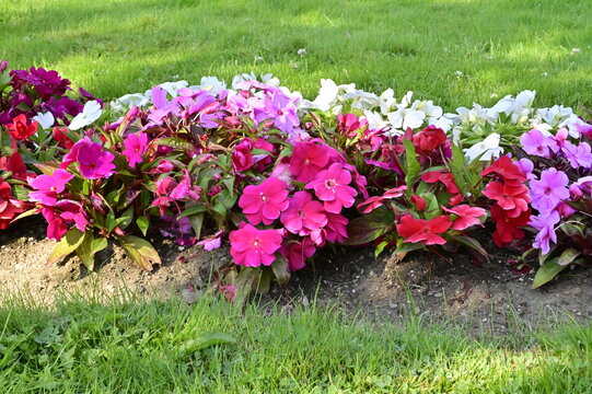 Large mixed group of Impatiens walleriana flowers in a sunny summer garden