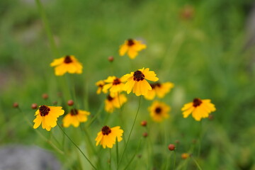 野に咲く黄色い花