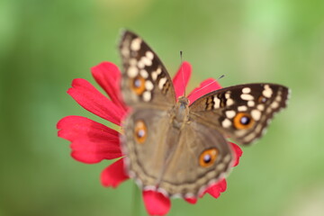 butterfly on red flower