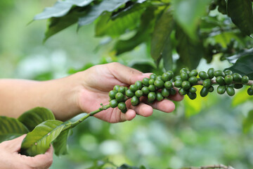 Naklejka na ściany i meble organic arabica coffee green beans on hand in farm.harvesting Robusta and arabica coffee berries by agriculturist hands,Worker Harvest arabica coffee berries on its branch, harvest concept.