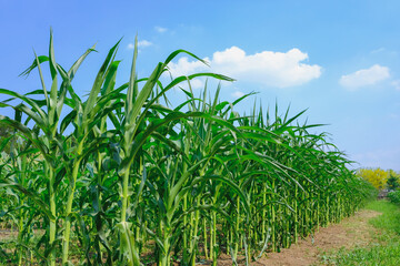 Obraz premium Corn farm concept. Green corn field ,Farm corn organic food.The fresh green corn field with leaves and flowers in the farm of the light blue sky of the sunny day