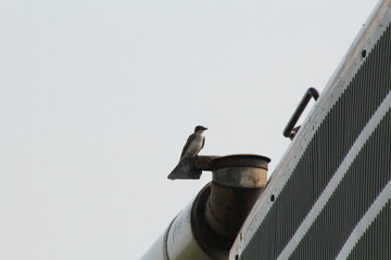 Bird On Top Of The Train, Alberta Railway Museum, Edmonton, Alberta