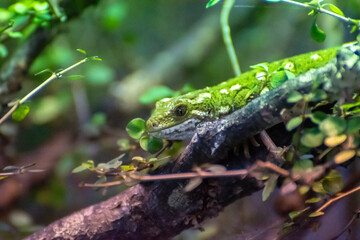 auckland tree gecko
