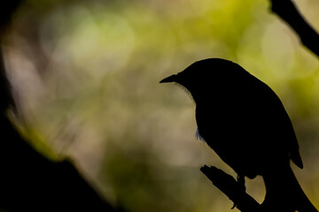 bird silhouette