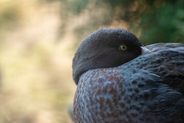 whio duck