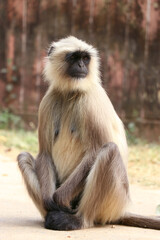portrait of a baboon