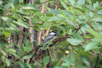 Fototapeta premium Chickadee In The Green, Gold Bar Park, Edmonton, Alberta