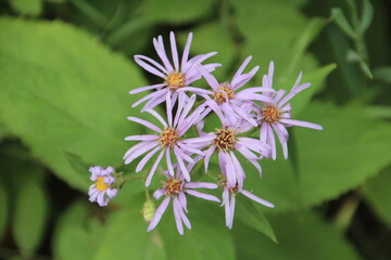 Wild Asters, Gold Bar Park, Edmonton, Alberta