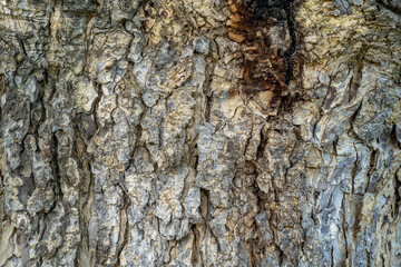 Abstract tree bark Pattern for background￼.