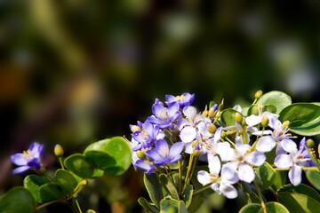 Purple flowers in front of picture with dark defocused background.