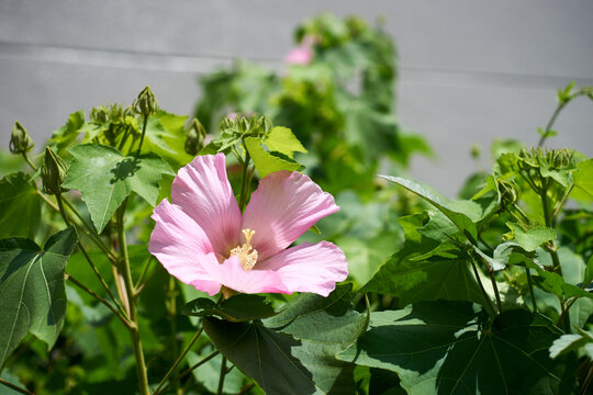 アオイ科の植物 Images Browse 60 Stock Photos Vectors And Video Adobe Stock