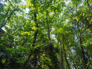 A traditional Japanese festival.