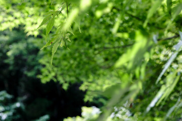 新緑の季節の野生の自然の風景