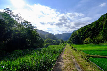Fototapeta na wymiar 夏の田舎の情景と風景