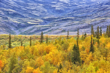 autumn forest mountains panorama, landscape trees, nature yellow season