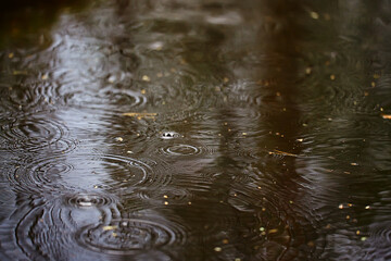 rain puddle circles, aqua abstract background, texture autumn water