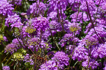 Butterfly View
