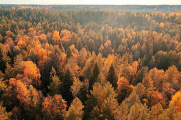 autumn forest taiga view from drone, yellow trees landscape nature fall