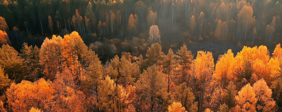 autumn forest taiga view from drone, yellow trees landscape nature fall