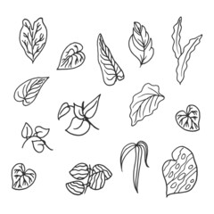 set of leaves illustration isolated on white background. hand drawn vector. foliage icon. fresh leaf, jungle. doodle art for wallpaper, logo, label, poster, banner, sticker, clipart, advertising. 