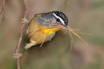 Spotted Pardalote with nesting material