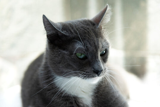 Gatita gris ojos verdes mirando fijamente posando pelaje gris close up felino mascota fondo blanco