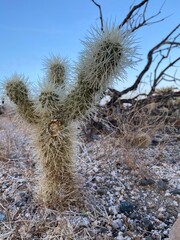 cactus in desert