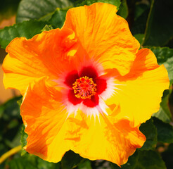 top view of red yellow pollen and yellow flower with botanical garden background, planting botany flower in summer or spring