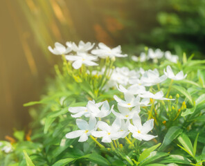 white flower under sunlight in botanical garden background, planting botany flower in summer or spring