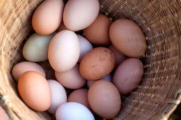 Basket of eggs, California, United States.