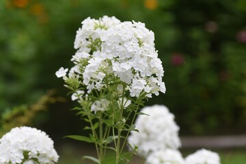 Phlox paniculata white flowers. Polemoniaceae perennial plant.
