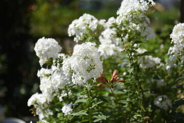 Phlox paniculata white flowers. Polemoniaceae perennial plant.