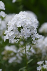 Phlox paniculata white flowers. Polemoniaceae perennial plant.